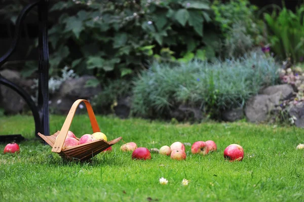 stock image Basket with apples