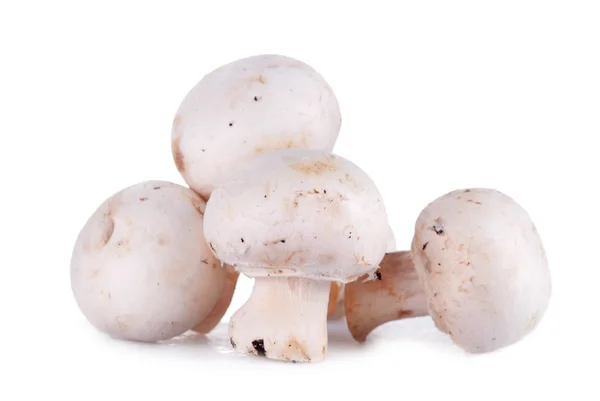 新鲜蘑菇 图库图片