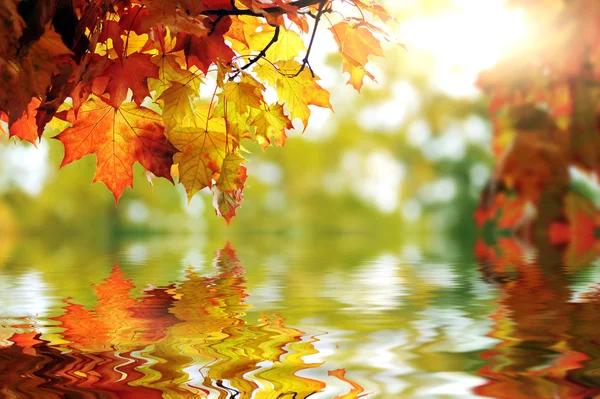 Beautiful colorful autumn leaves in the park — Stock Photo, Image
