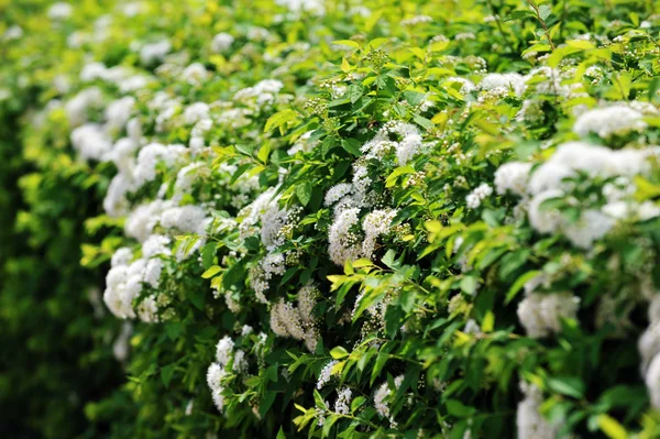 白绣线菊 — 图库照片