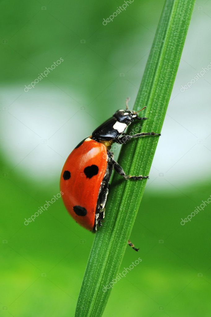 How to Use Ladybugs as Pest Control