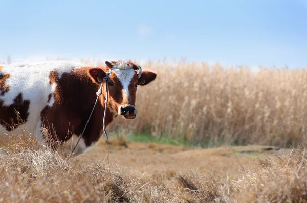 Vache sur une prairie — Photo