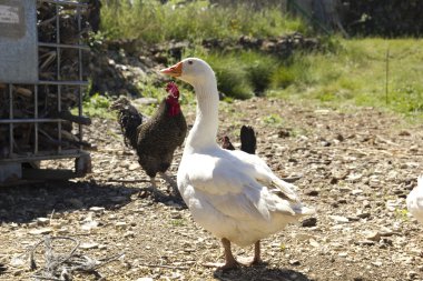 Chickens and geese on a farm. clipart