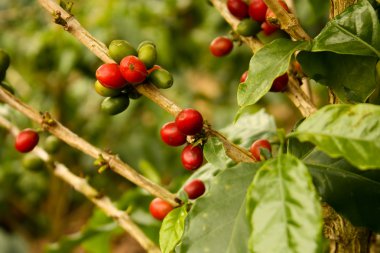 Coffee plants to mature clipart