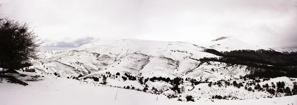 Met sneeuw bedekte Pyreneeën. Irati jungle. Navarra, Spanje — Stockfoto