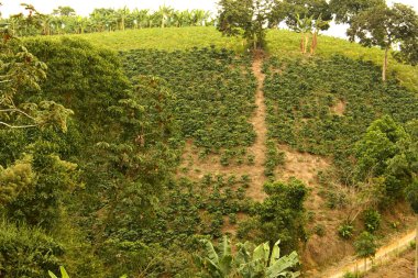 Coffee fields. Colombia clipart