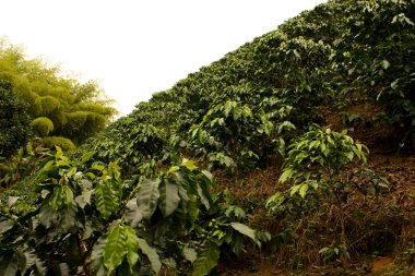kahve alanları. Kolombiya
