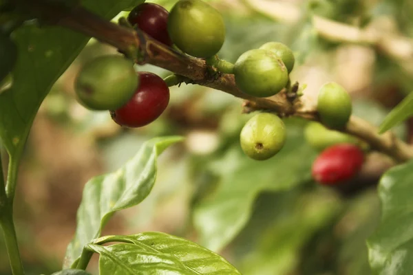 Kahve bitkiler Olgun — Stok fotoğraf