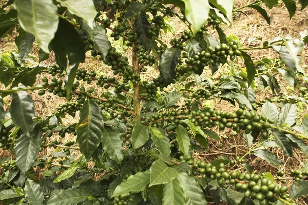 Zelená káva. Kolumbie — Stock fotografie