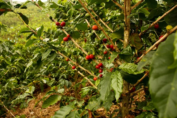 Kávé növények érett — Stock Fotó