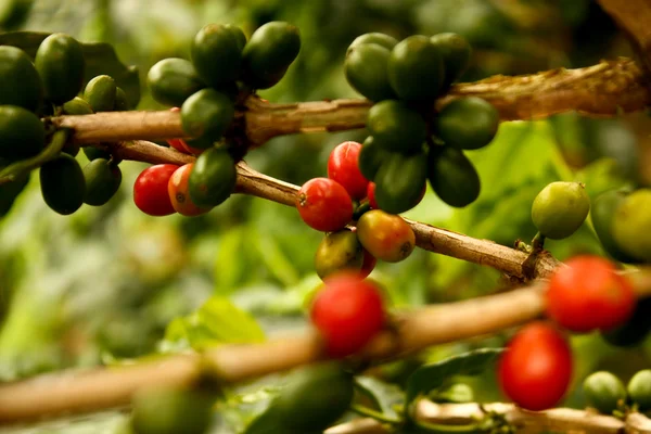 Plantes de café à maturité — Photo