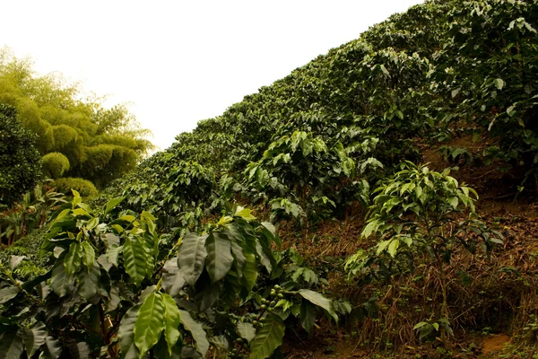 Kawa pola. Kolumbia — Zdjęcie stockowe