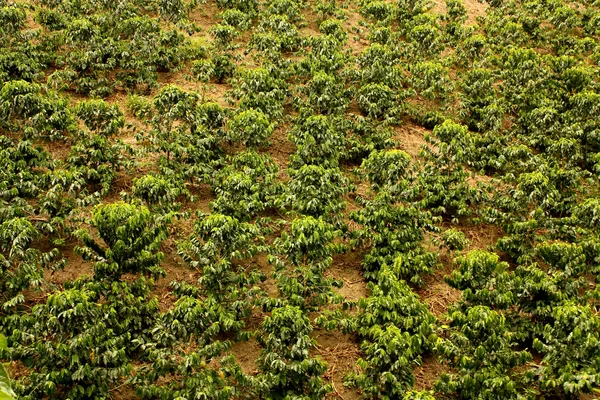 Kahve alanları. Kolombiya — Stok fotoğraf