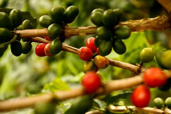 Kawa roślin dojrzałych Obrazek Stockowy