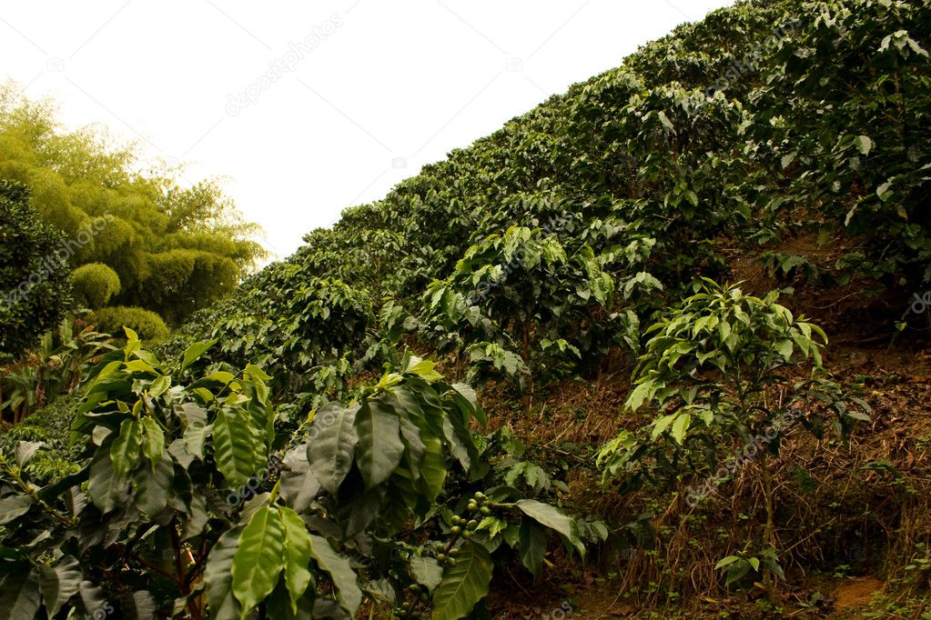 Coffee fields. Colombia