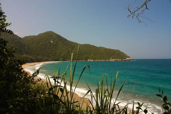 Playa caribeña con bosque tropical . — Foto de Stock