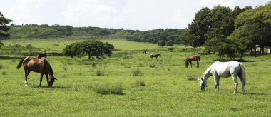 Horses eating clipart