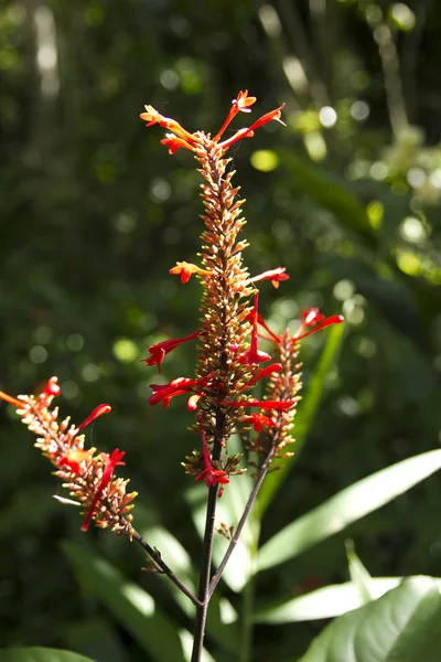Tropikal çiçek — Stok fotoğraf