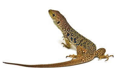 Colorful lizard on white background. clipart