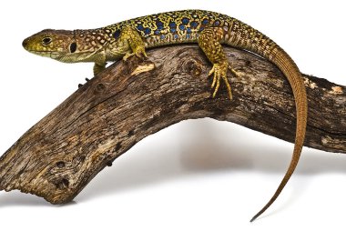 Colorful lizard on a piece of wood. clipart