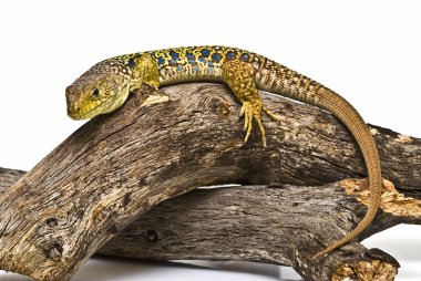Ocellated lizard on a branch. clipart