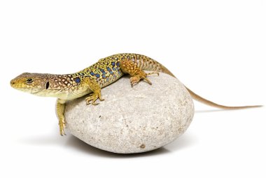 Lizard on a stone. clipart