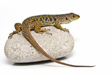 Ocellated lizard on a stone. clipart