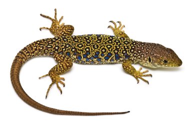 Ocellated lizard. clipart