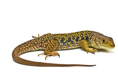 Lizard. clipart