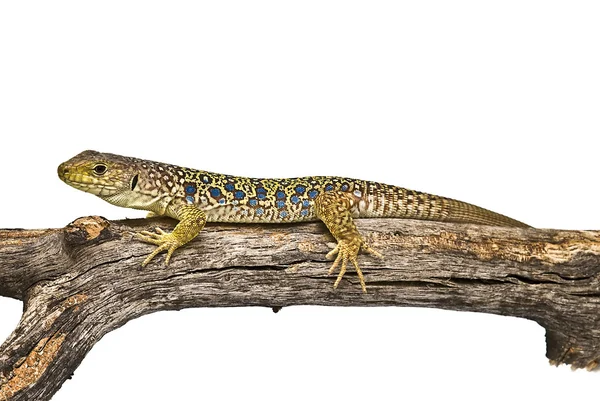 Lizard on a branch. — Stock Photo, Image