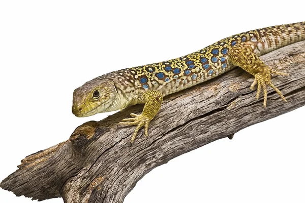 Lizard on a dy branch. — Stock Photo, Image