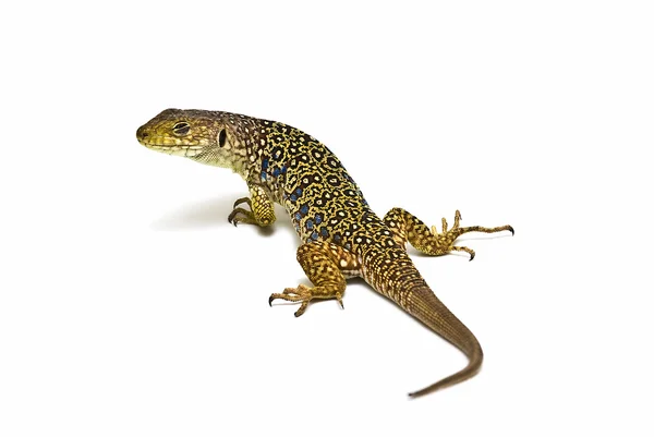 Colorful lizard over white background. — Stock Photo, Image