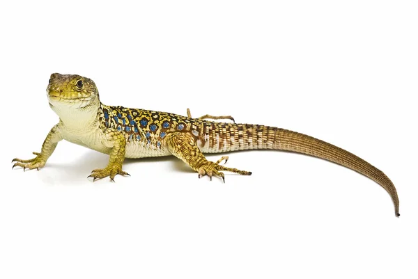 Colorful lizard isolated. — Stock Photo, Image