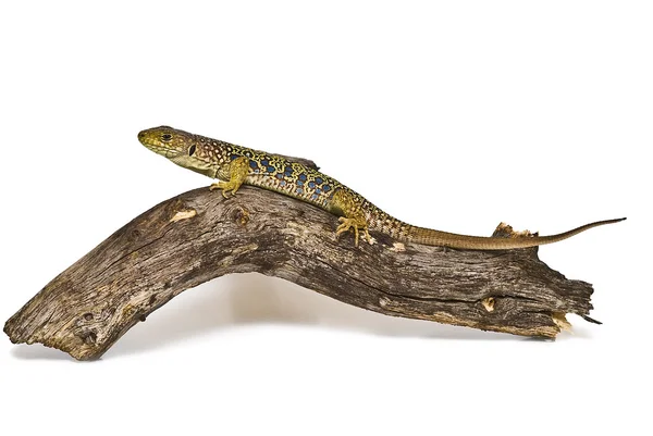 Lizard on a piece of wood. — Stock Photo, Image