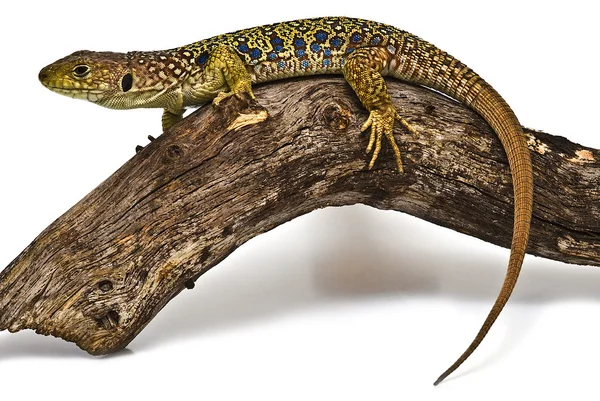 Colorful lizard on a piece of wood. — Stock Photo, Image