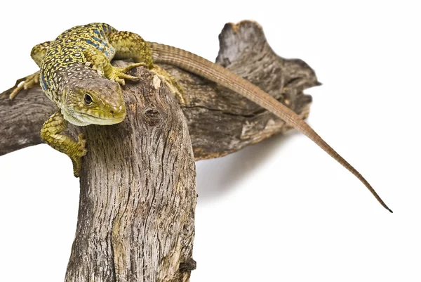 Colorful lizard ready to hunt. — Stock Photo, Image
