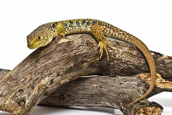 Ocellated lizard on a branch. — Stock Photo, Image
