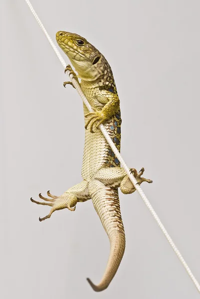 Lizard climbing. — Stock Photo, Image