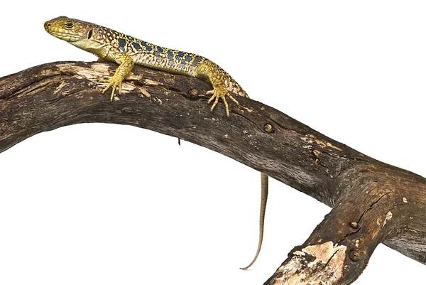 Colorful lizard ready to hunt. — Stock Photo, Image