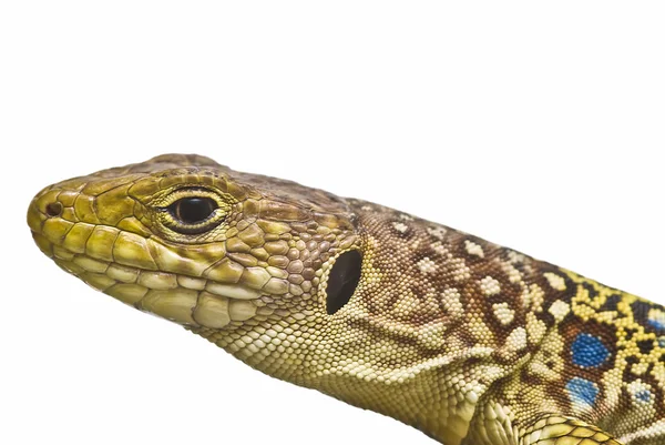Closeup from a lizard. — Stock Photo, Image