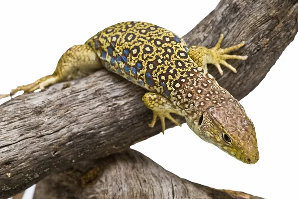 Detail of a lizard. — Stock Photo, Image