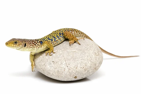 Lizard on a stone. — Stock Photo, Image