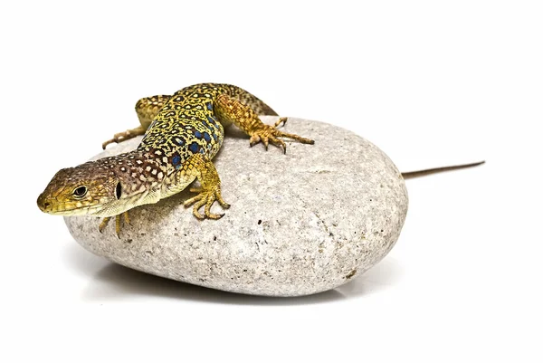 Colorful lizard on a stone. — Stock Photo, Image