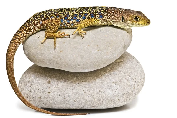 stock image Lizard on stones.