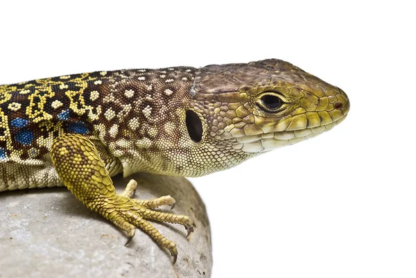 Detalle de la cabeza de un lagarto . — Foto de Stock