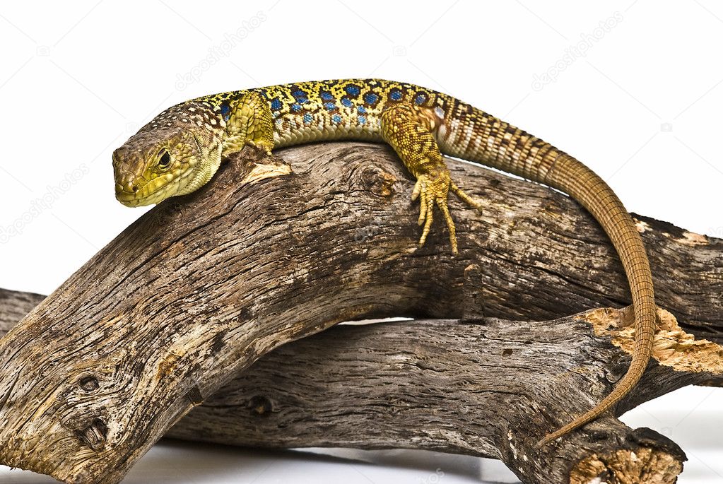 Ocellated lizard on a branch.