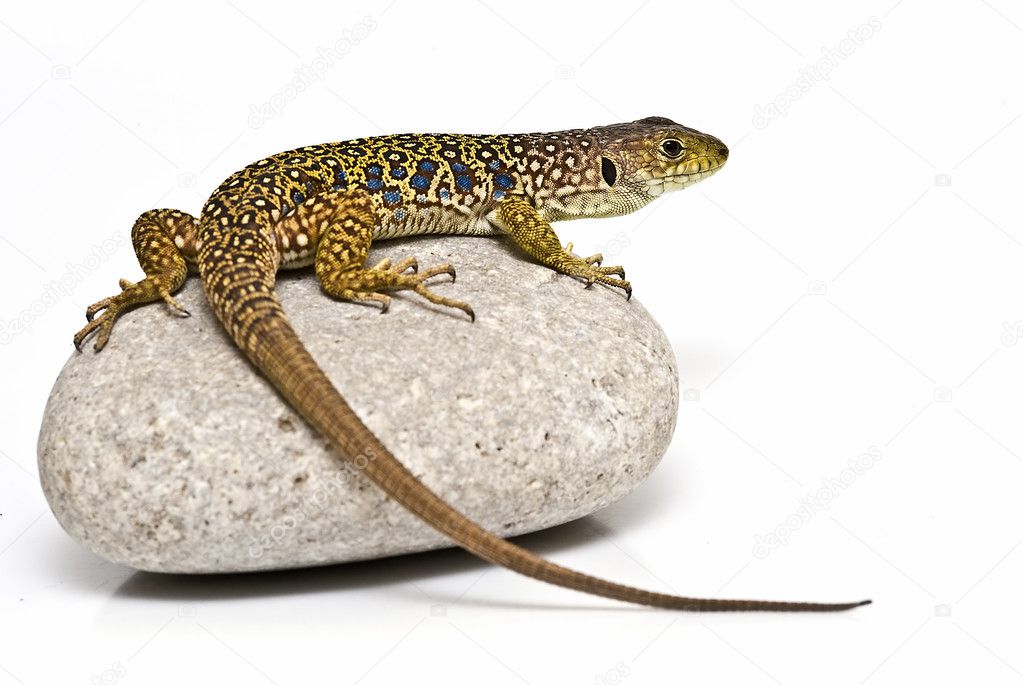 Ocellated lizard on a stone.