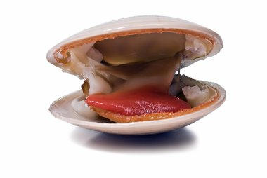 Smooth clam. clipart