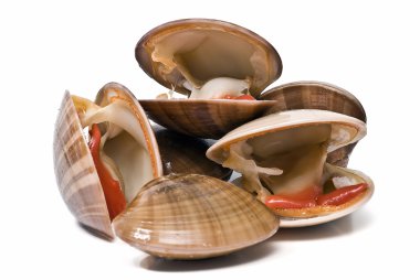Fresh smooth clams. clipart