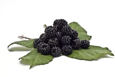 blacberries bir yaprak üzerinde.